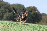 BEAUCERON 530